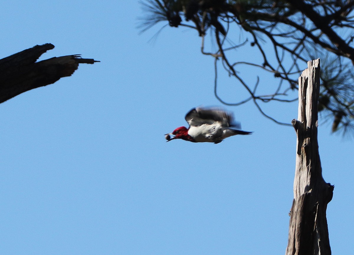 Red-headed Woodpecker - ML643887977