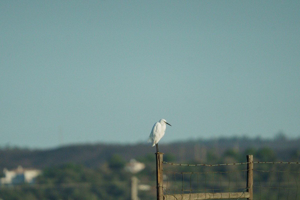 Little Egret - ML643887995