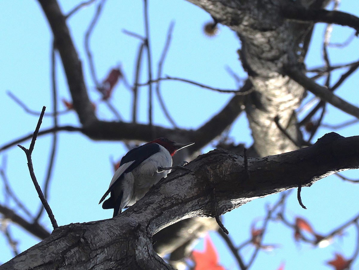 Red-headed Woodpecker - ML643888001