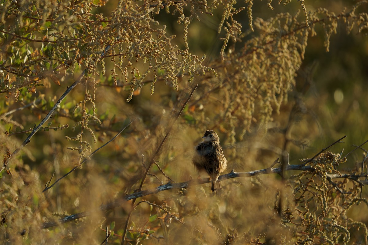 Zitting Cisticola - ML643888004