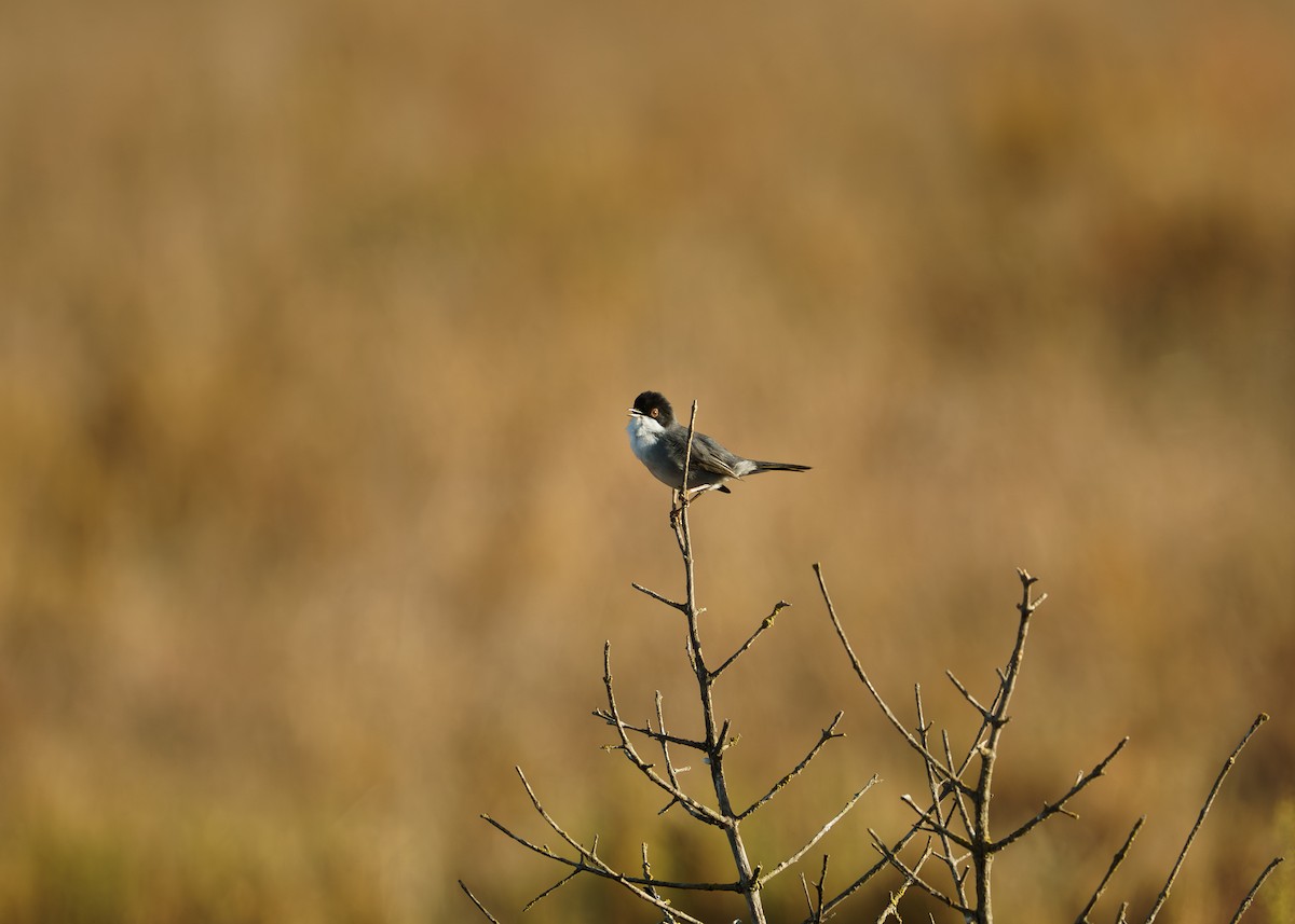 Sardinian Warbler - ML643888006