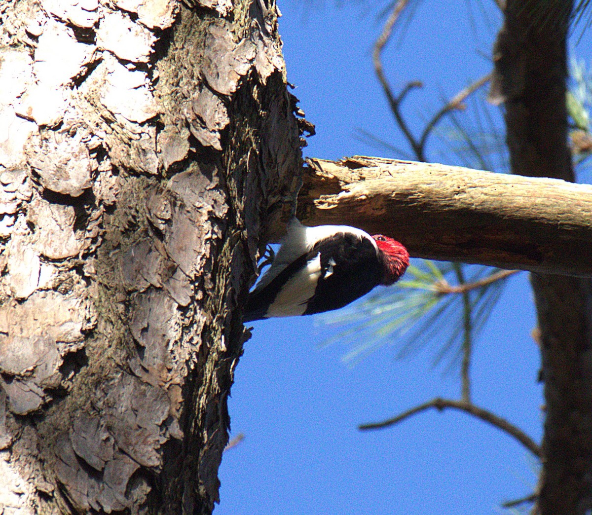 Red-headed Woodpecker - ML643888008