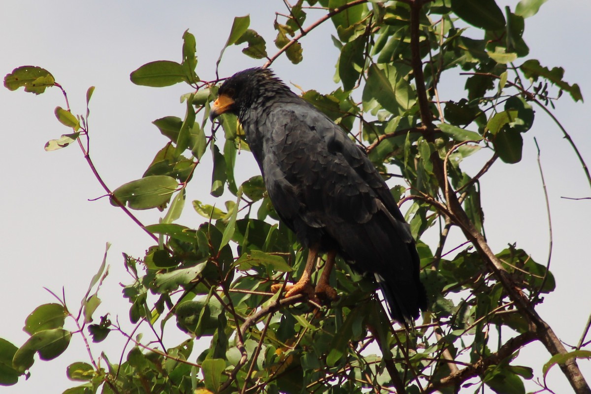 Common Black Hawk - ML643888013