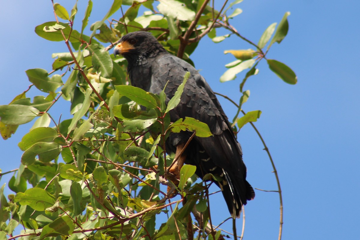 Common Black Hawk - ML643888014