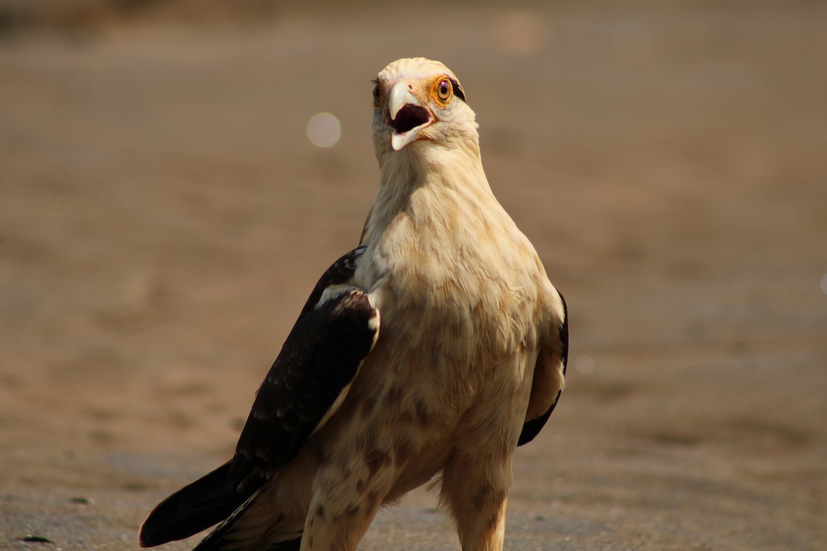 Yellow-headed Caracara - ML643888030