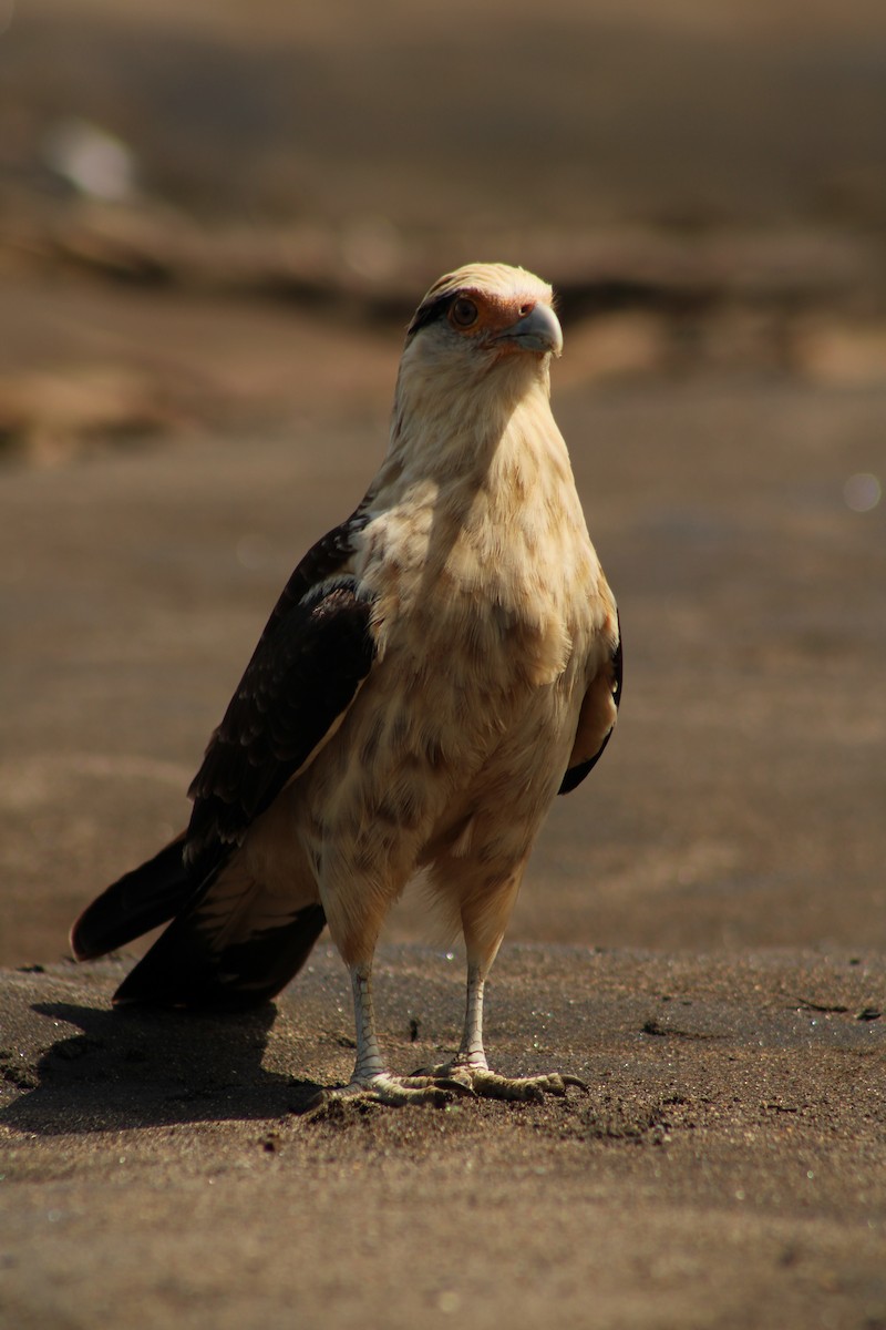 Yellow-headed Caracara - ML643888031