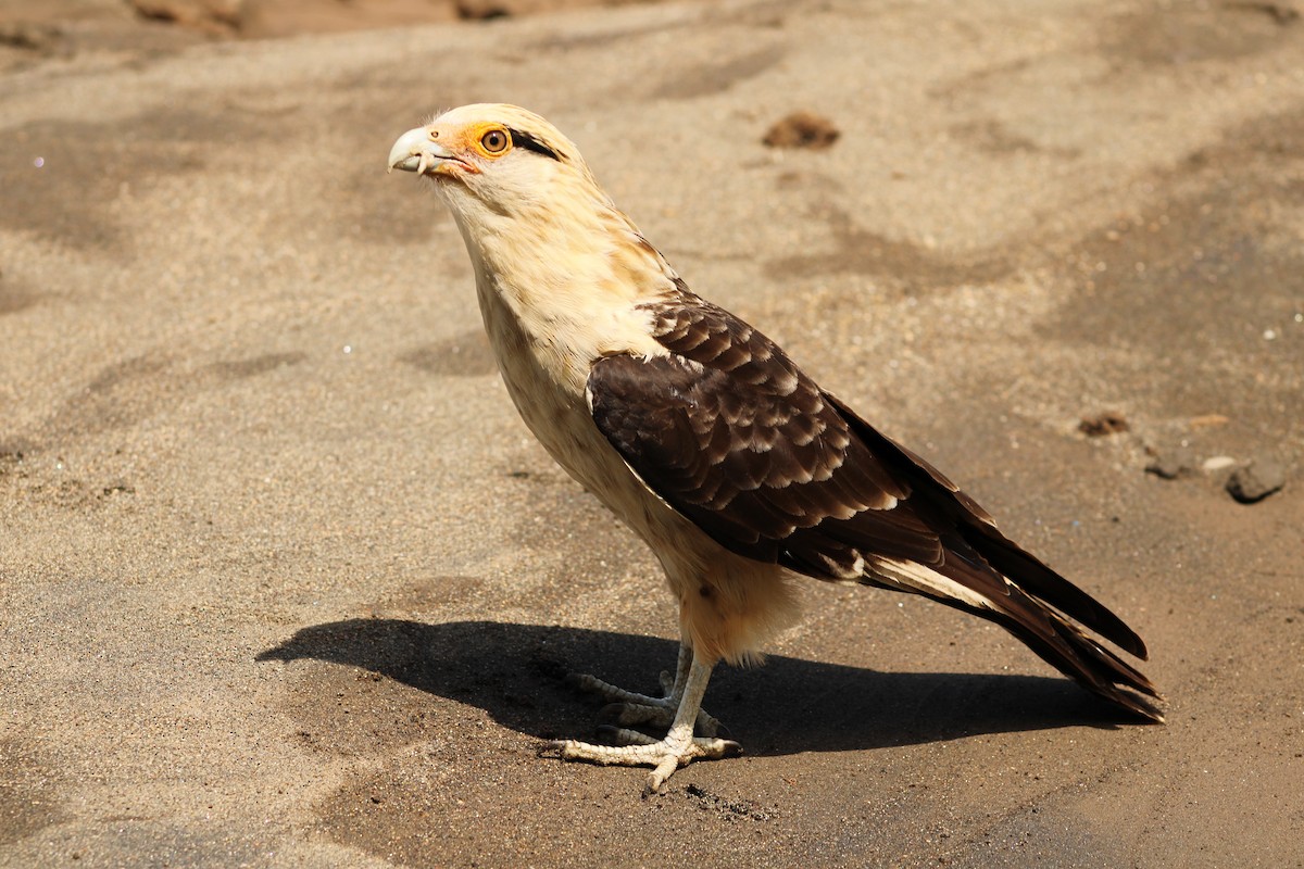 Yellow-headed Caracara - ML643888032