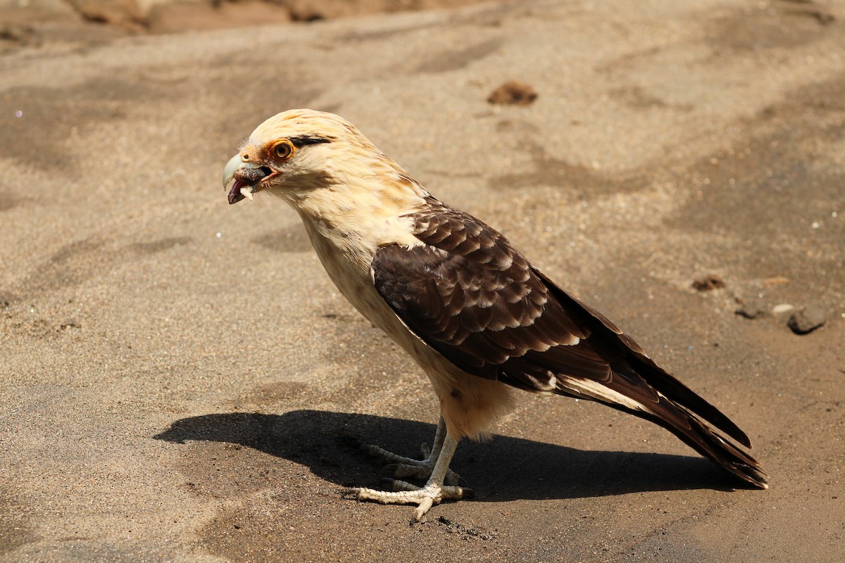 Yellow-headed Caracara - ML643888033