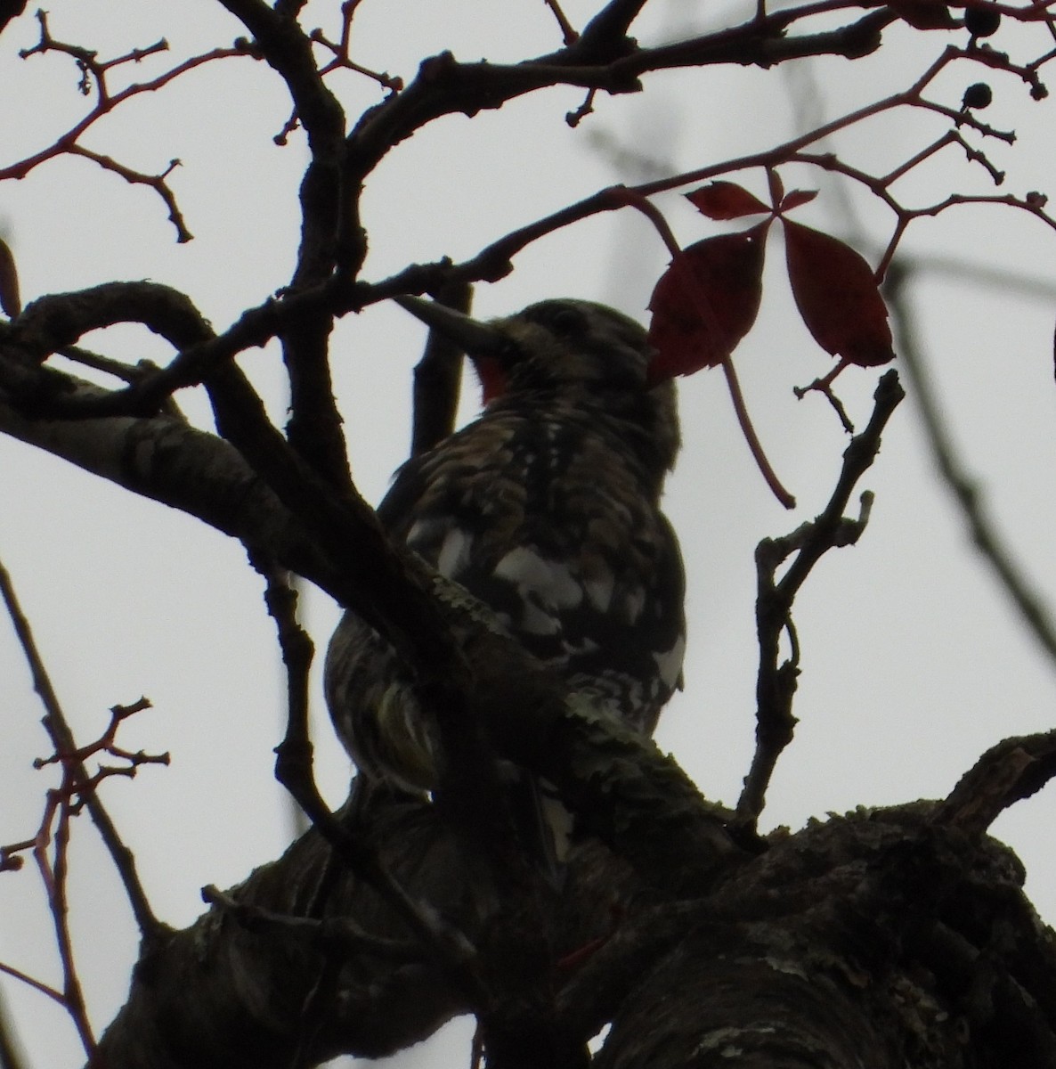 Yellow-bellied Sapsucker - ML643888037