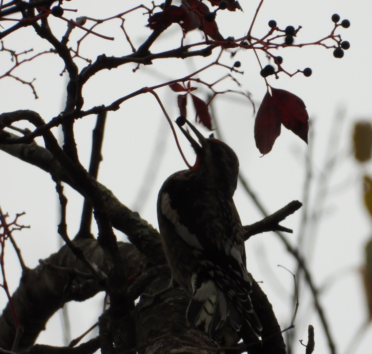 Yellow-bellied Sapsucker - ML643888039