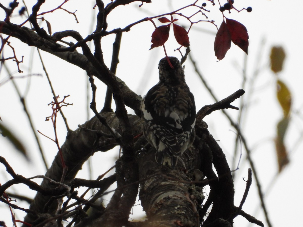 Yellow-bellied Sapsucker - ML643888040