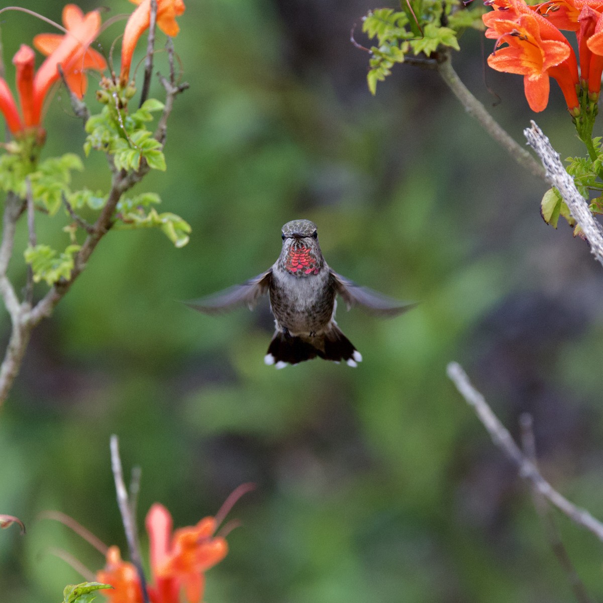 Anna's Hummingbird - ML643888041
