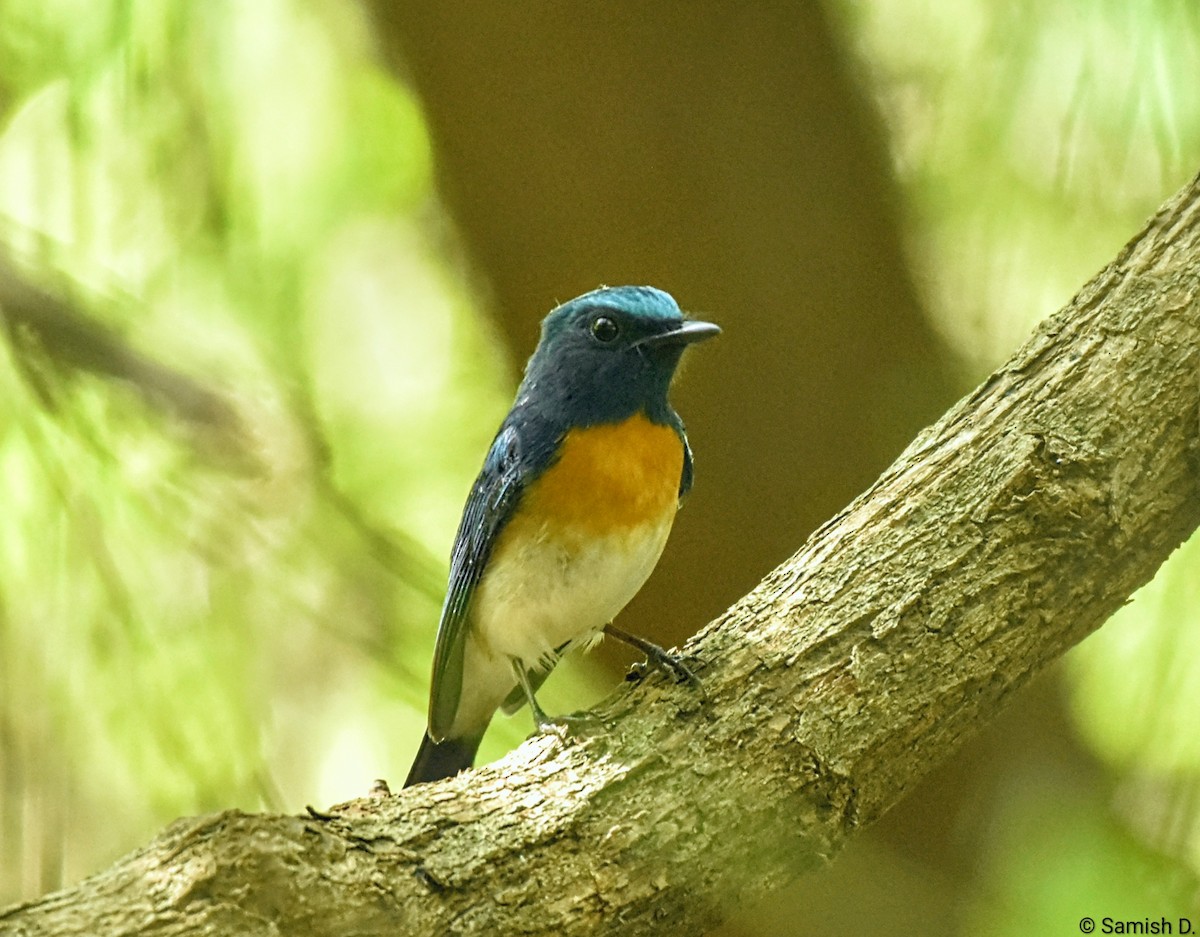 Blue-throated Flycatcher - ML643888042