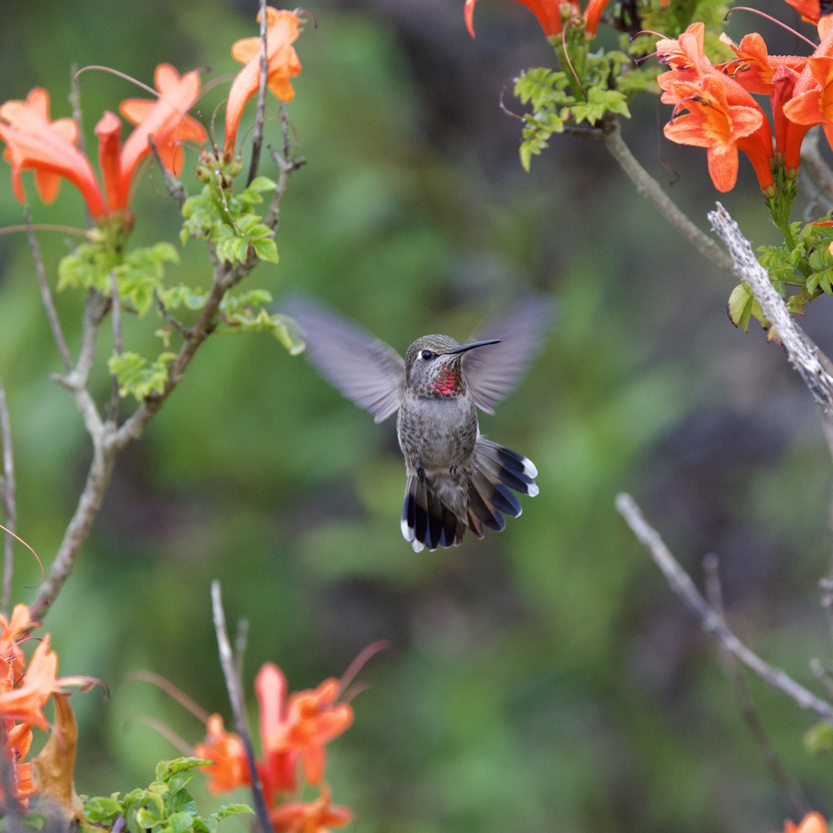 Anna's Hummingbird - ML643888044
