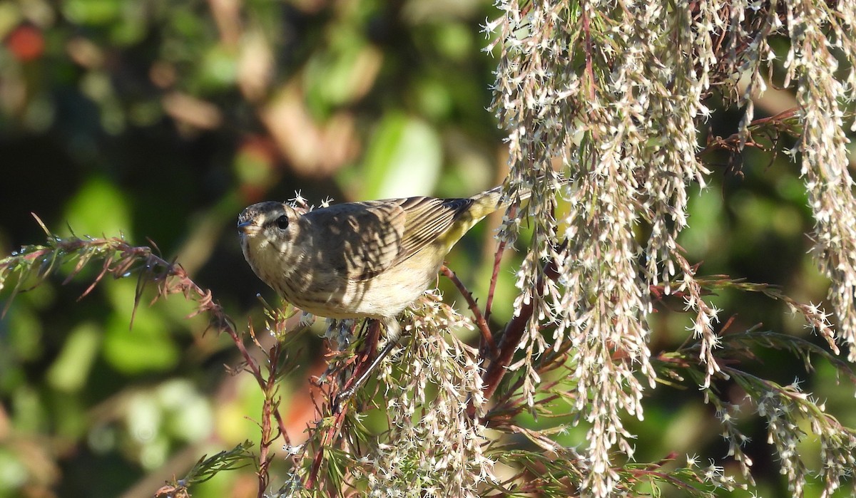 Palm Warbler - ML643888051