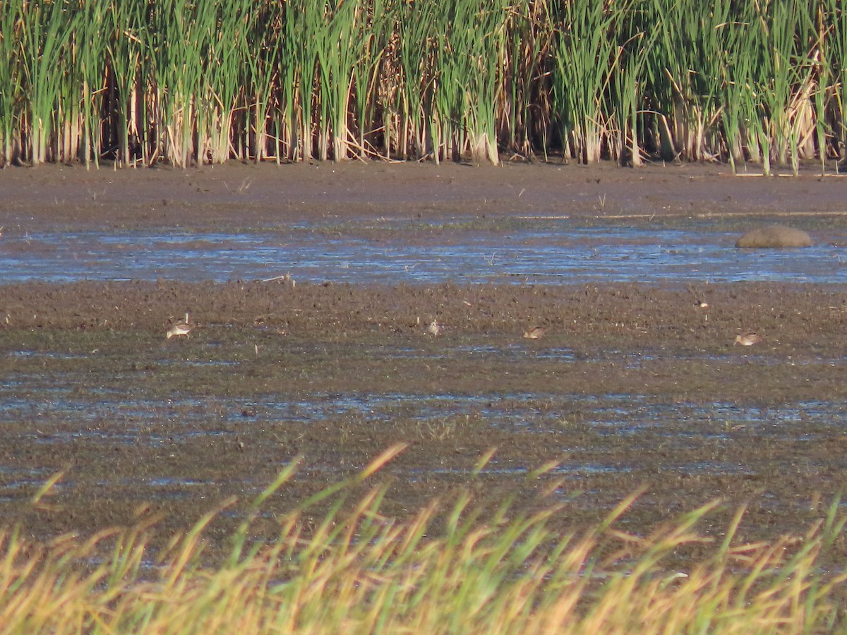tanımsız küçük kumkuşu (Calidris sp.) - ML643888056