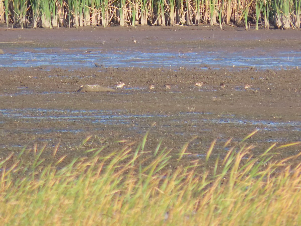 tanımsız küçük kumkuşu (Calidris sp.) - ML643888057