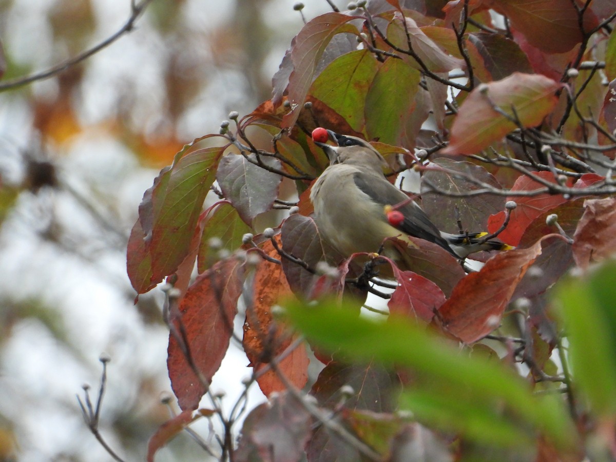 Cedar Waxwing - ML643888078