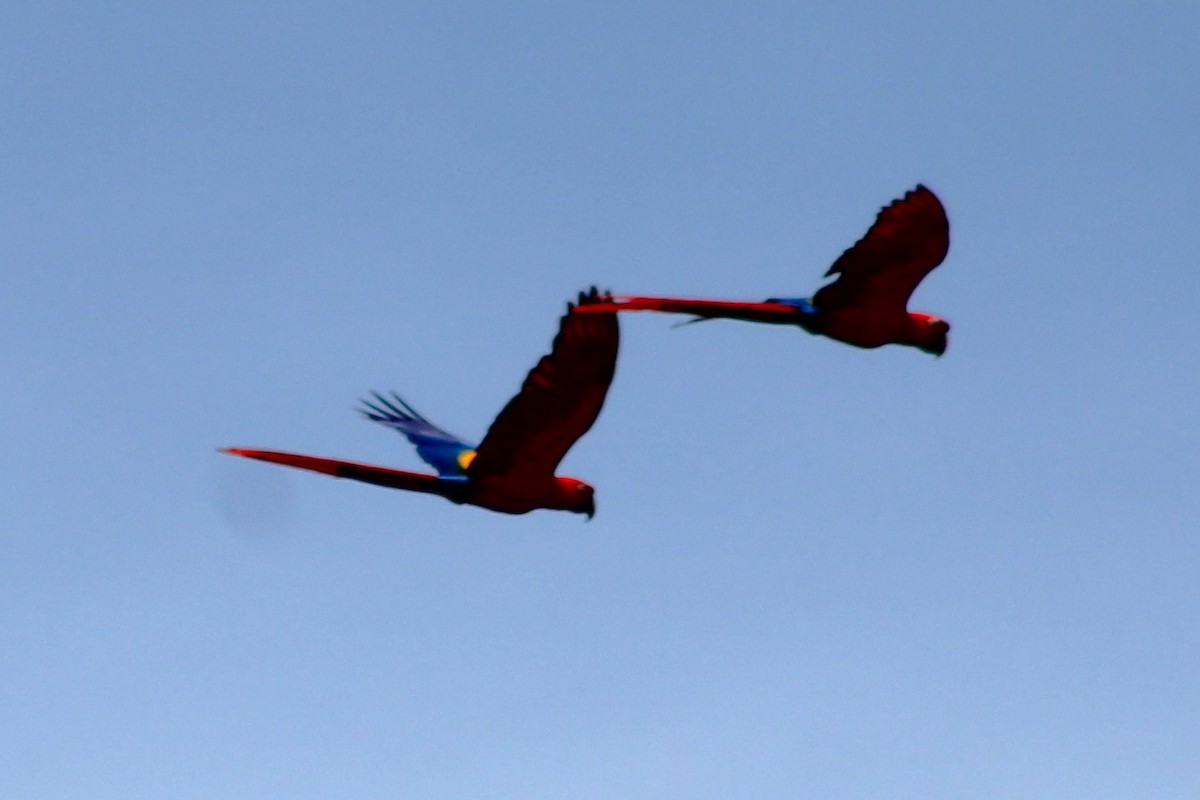 Scarlet Macaw - ML643888094