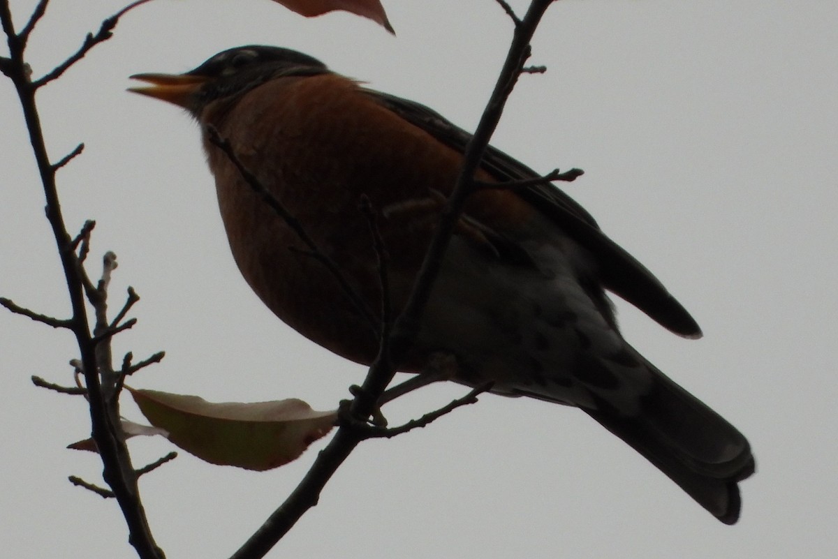 American Robin - ML643888105