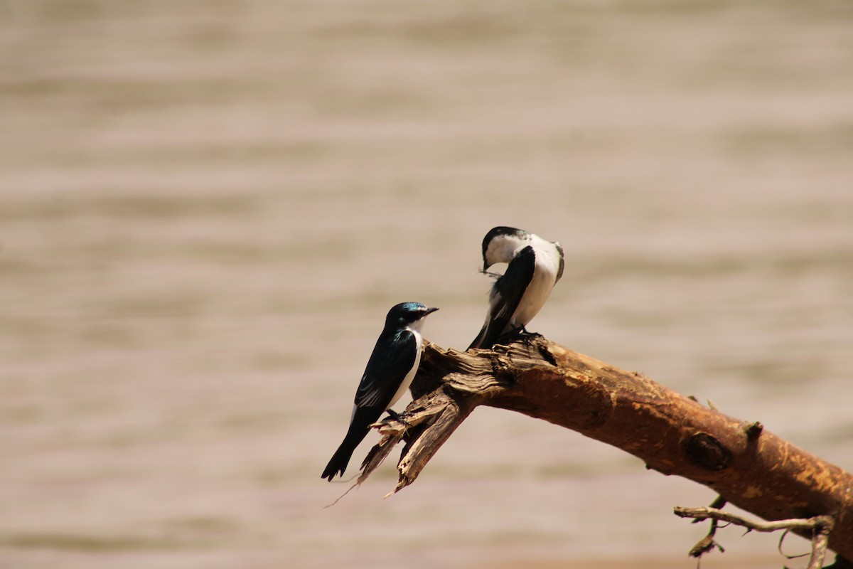 Mangrove Swallow - ML643888107