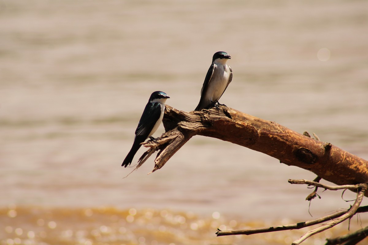 Mangrove Swallow - ML643888109