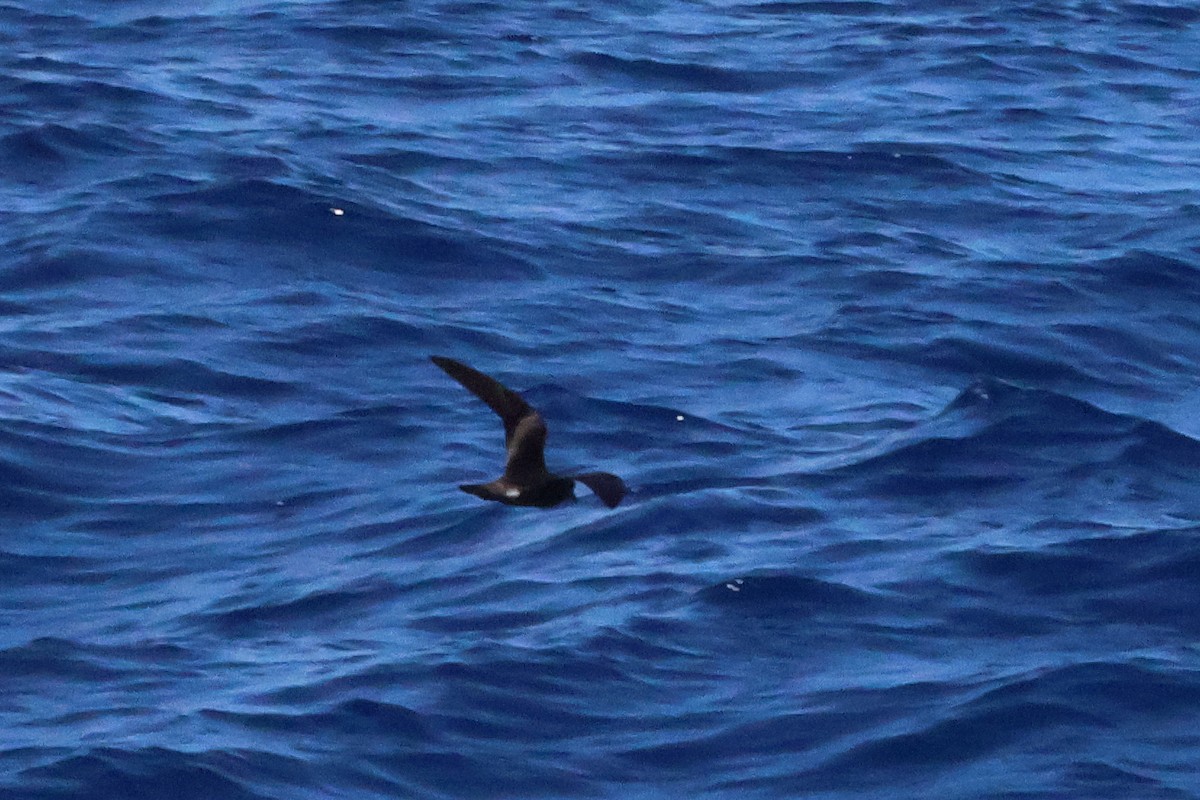 Leach's Storm-Petrel (Chapman's) - ML643888112