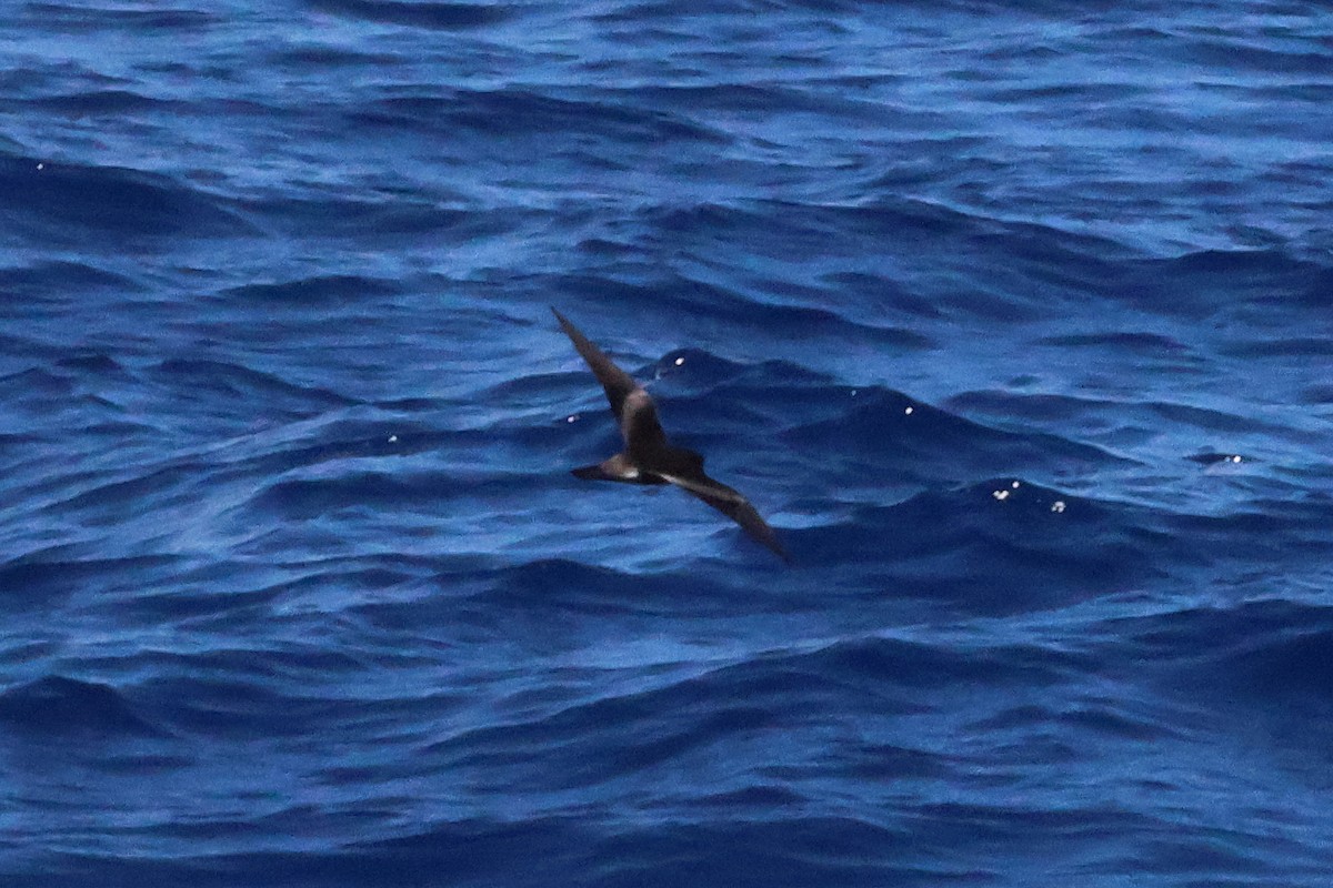Leach's Storm-Petrel (Chapman's) - ML643888113