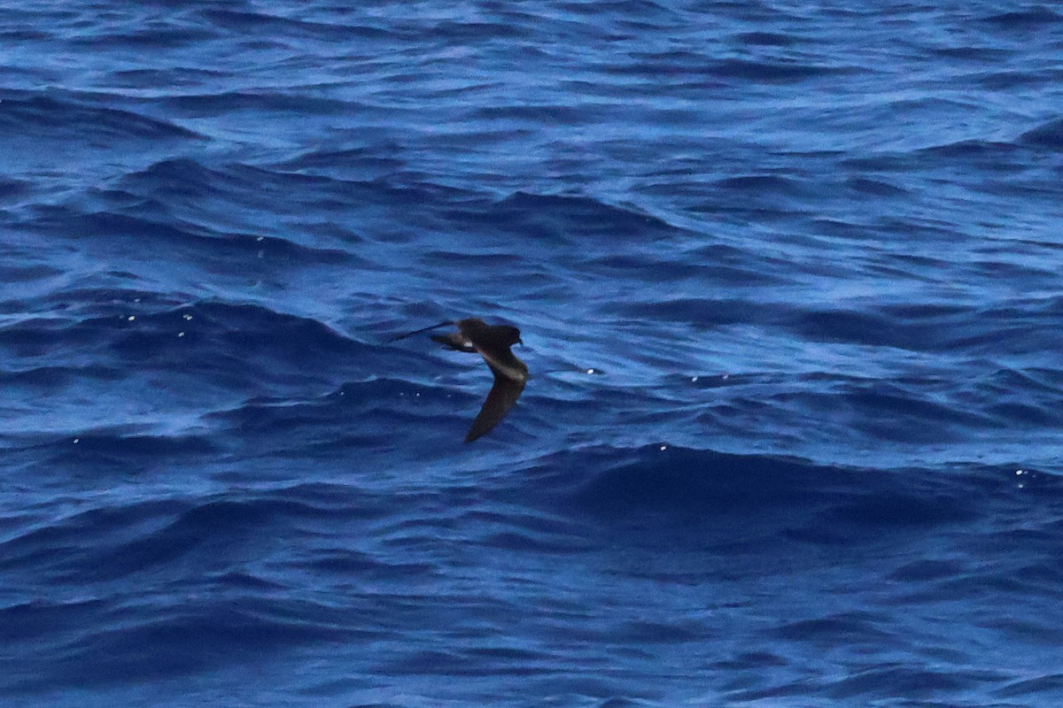 Leach's Storm-Petrel (Chapman's) - ML643888115