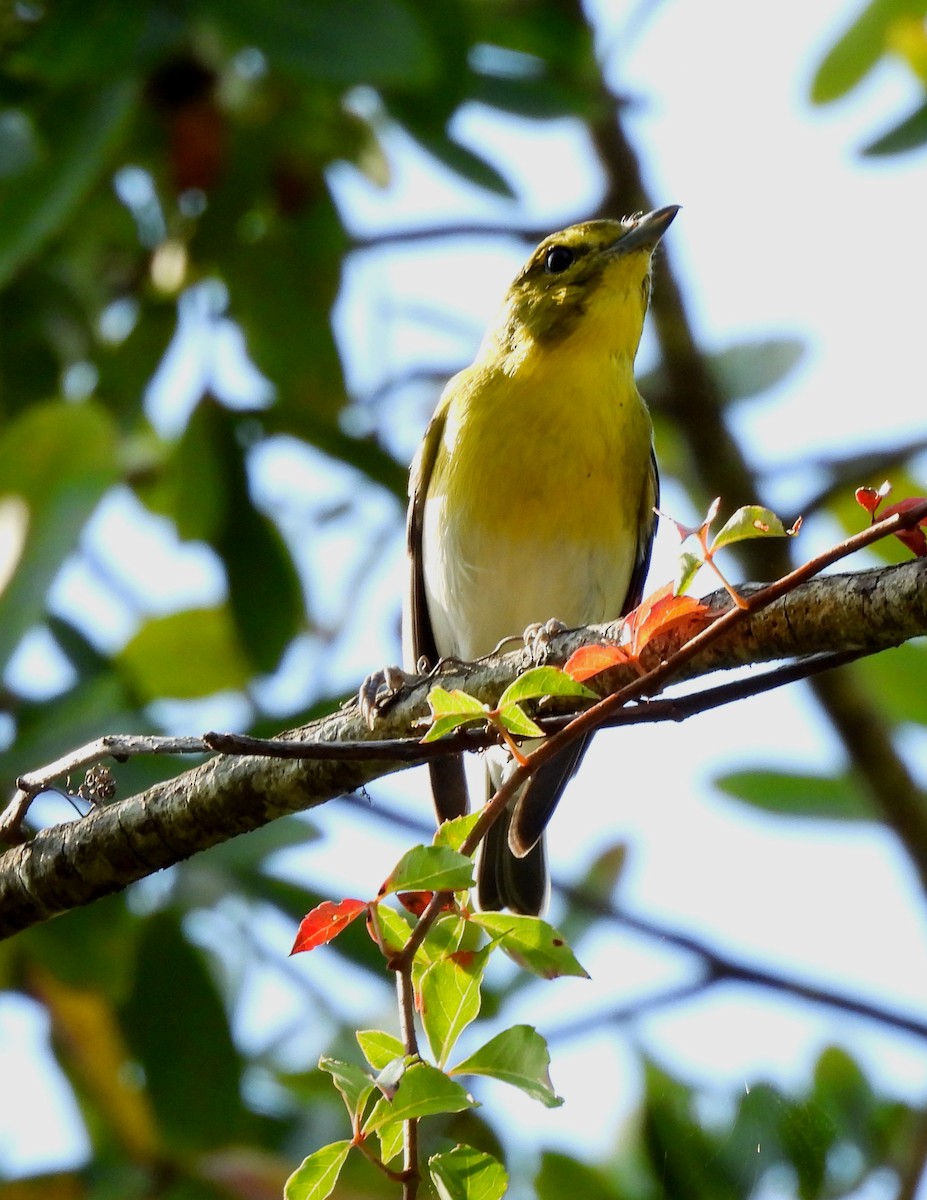 Yellow-throated Vireo - ML643888116