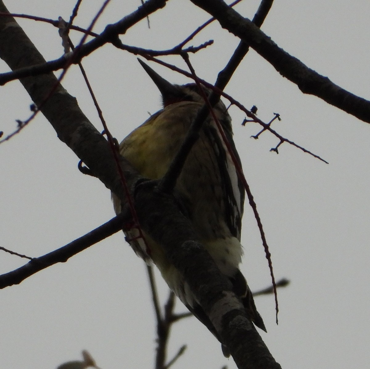 Yellow-bellied Sapsucker - ML643888119