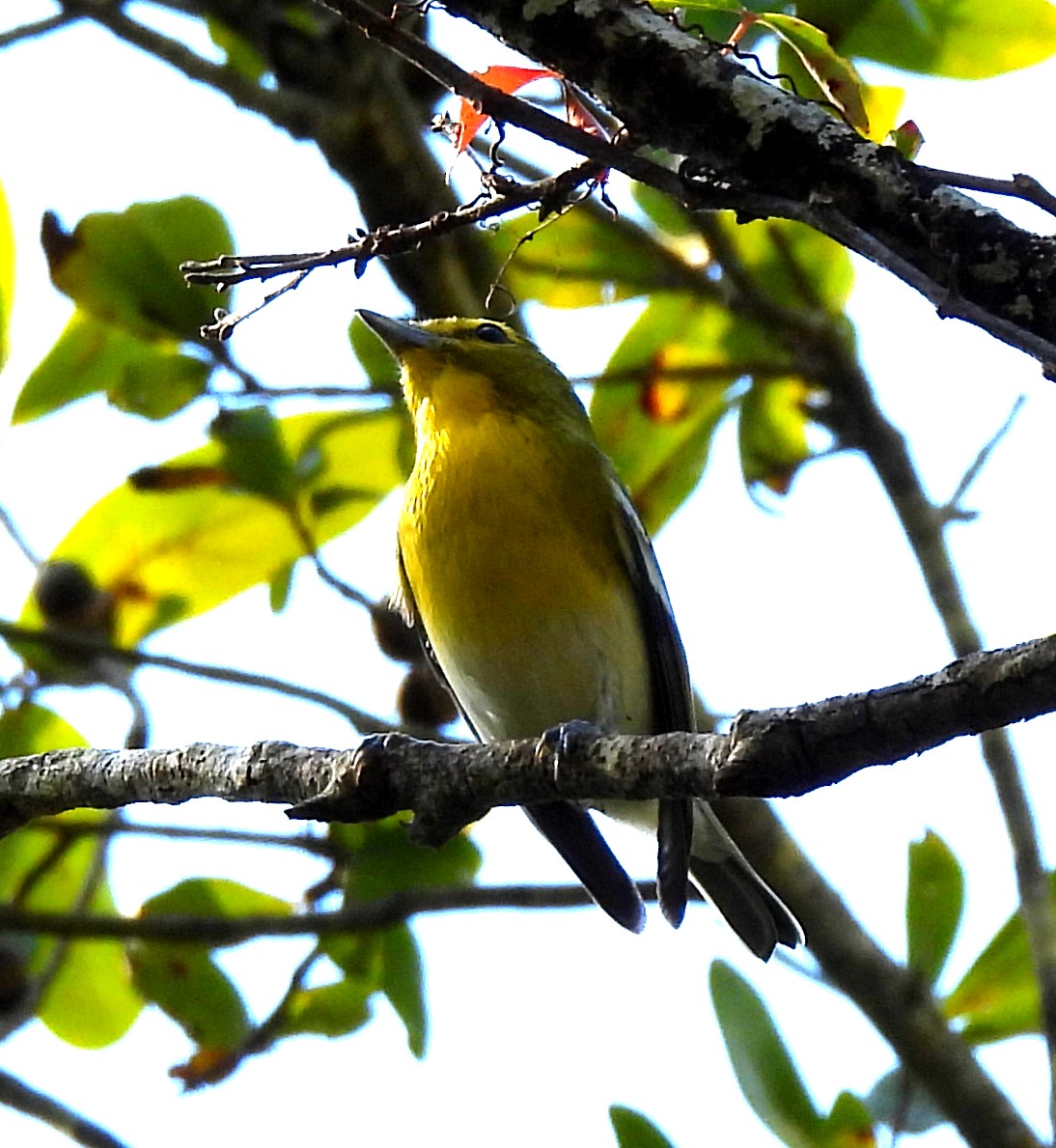Yellow-throated Vireo - ML643888121