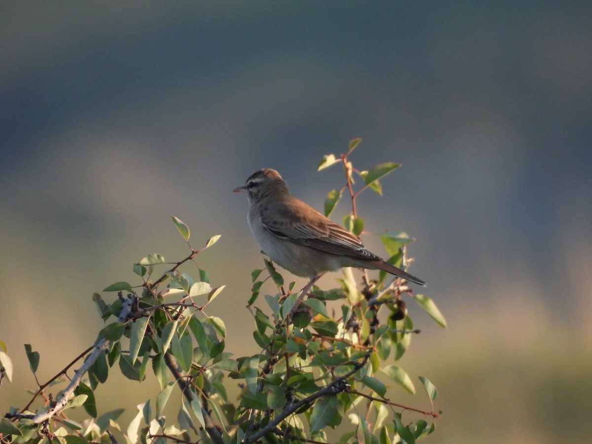 Rufous-tailed Scrub-Robin - ML643888123