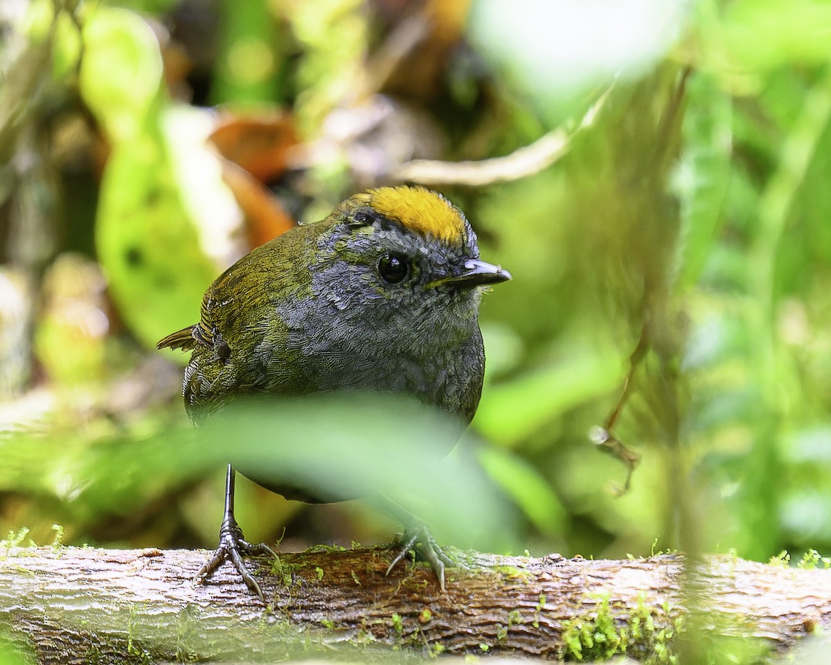 Wrenthrush - ML643888133