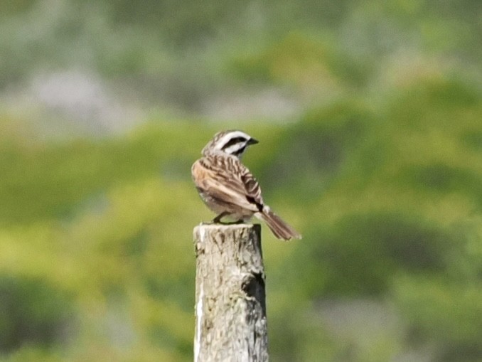 kappspurv - ML643888134