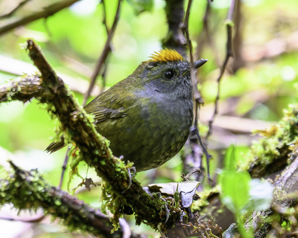 Wrenthrush - ML643888135