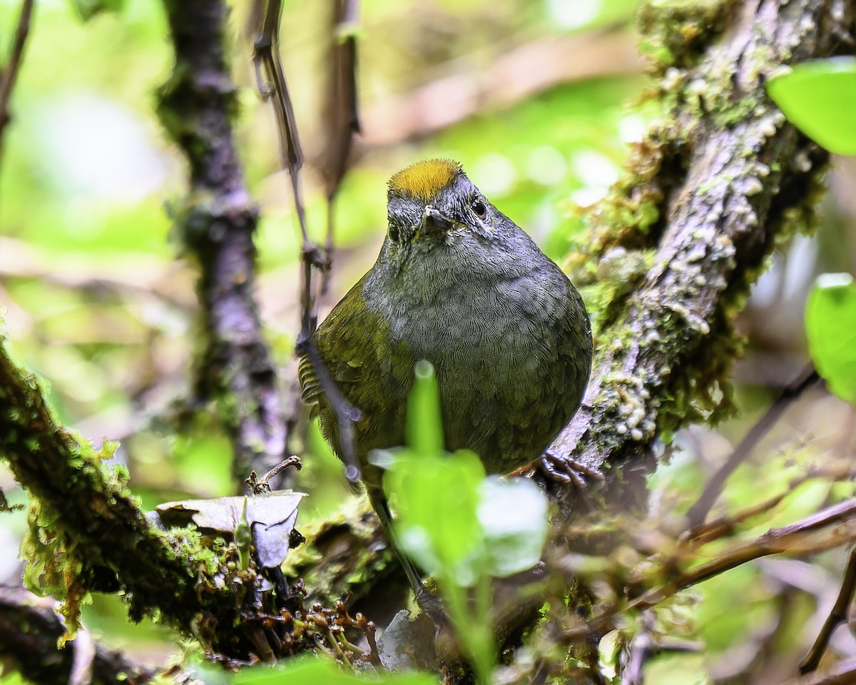 Wrenthrush - ML643888138