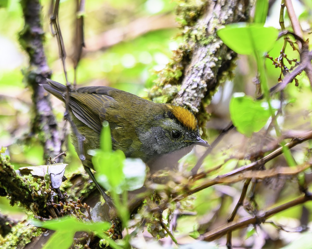 Wrenthrush - ML643888139