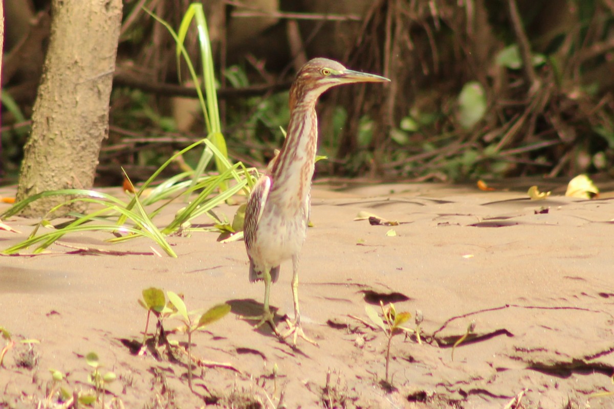 Green Heron - ML643888144