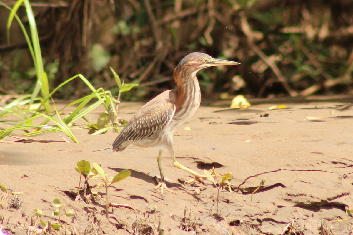 Green Heron - ML643888145
