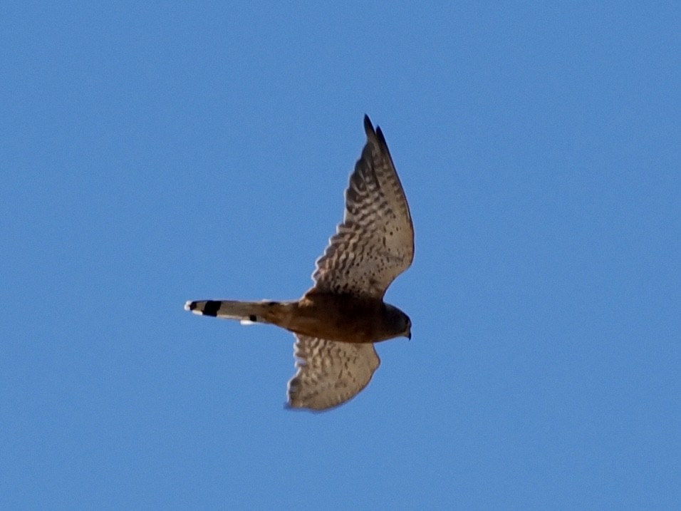 Rock Kestrel - ML643888160