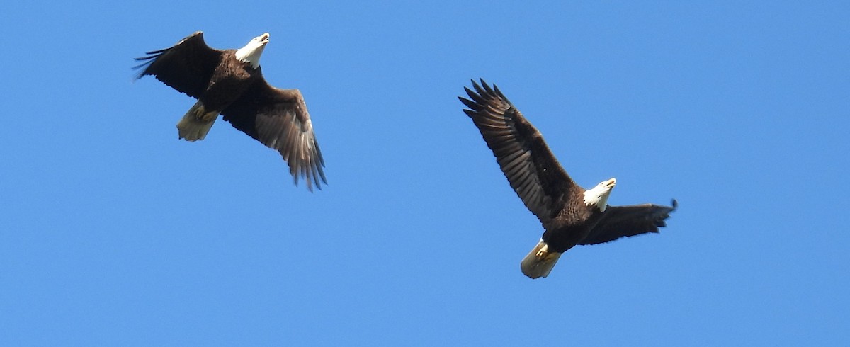 Bald Eagle - ML643888164