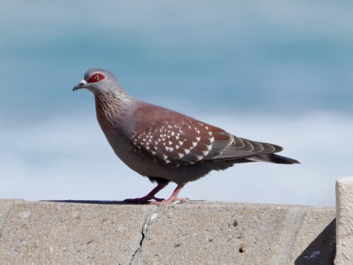 Speckled Pigeon - ML643888177