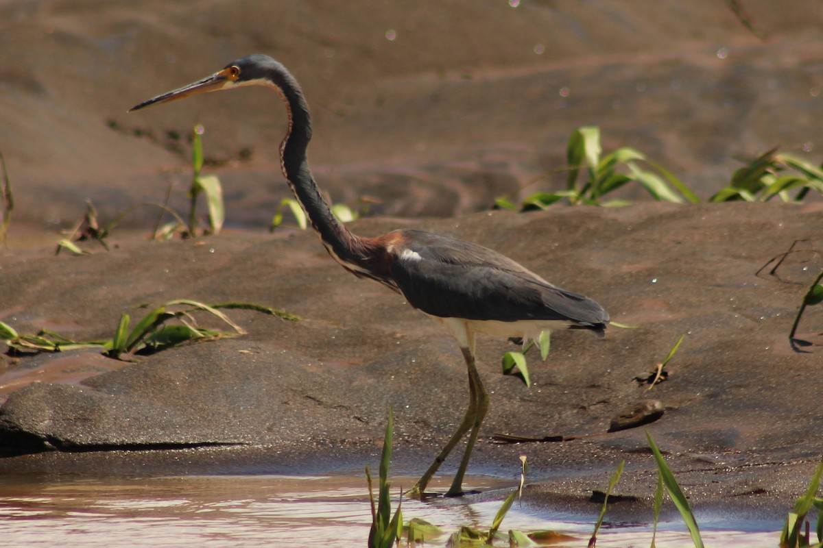 Tricolored Heron - ML643888180