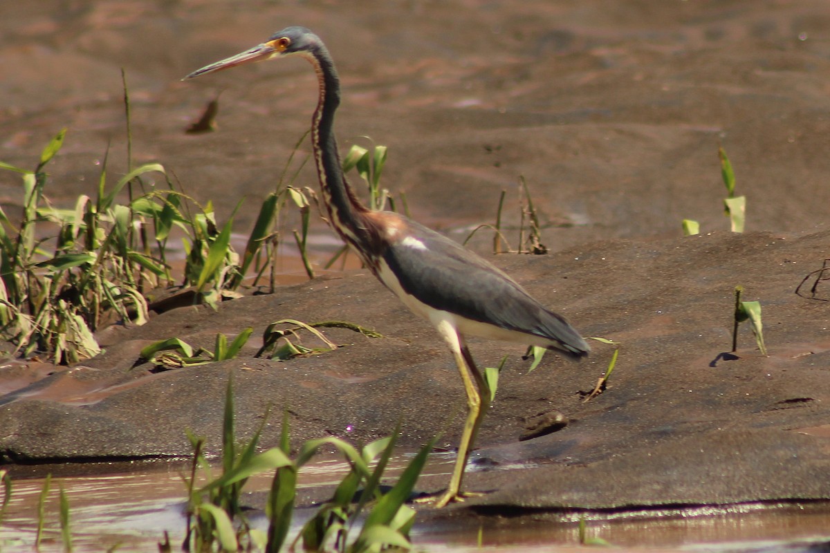 Tricolored Heron - ML643888182
