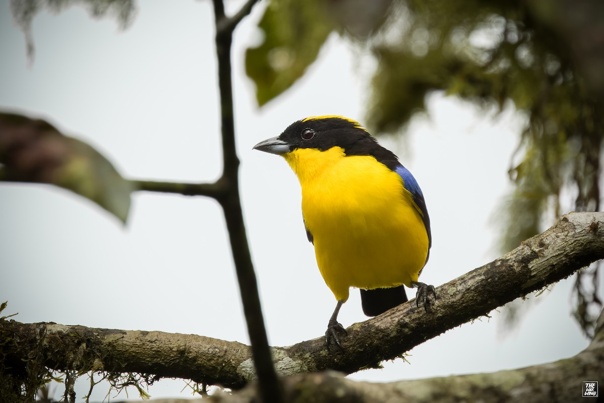 Blue-winged Mountain Tanager - ML643888188