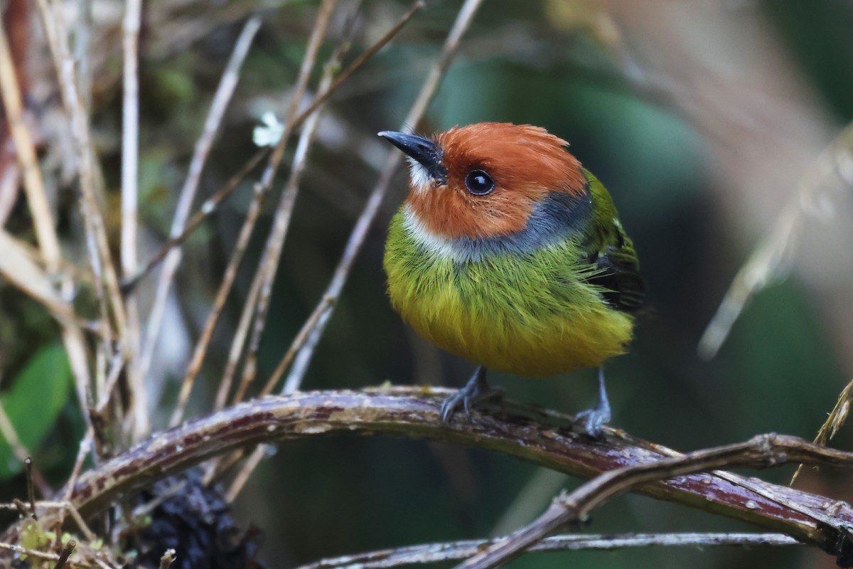 Johnson's Tody-Flycatcher - ML643888197