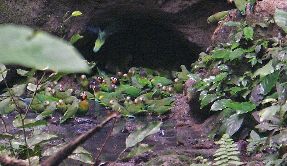 oransjekinnpapegøye - ML643888199