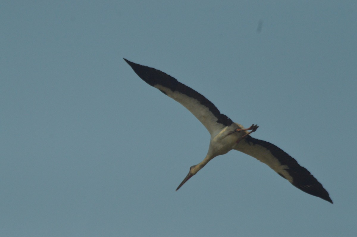 Maguari Stork - ML643888201