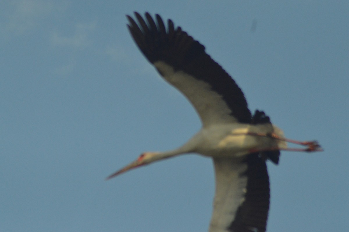 Maguari Stork - ML643888202